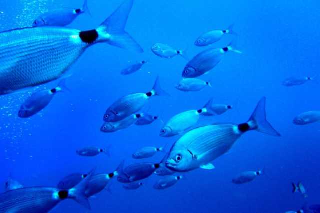 تغير المناخ يدفع مخزونات الأسماك إلى أعالي البحار