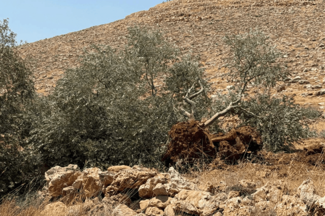 الاحتلال يقتلع مئات أشجار الزيتون بالضفة ومئات يقتحمون الأقصى