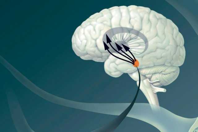 توصيل الأدوية للدماغ بفتح الحاجز الدماغي الدموي