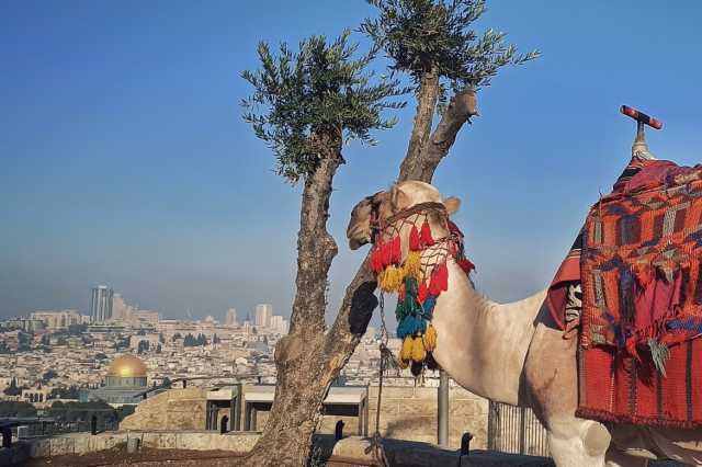 بالصور.. كيف تبدو القدس من جبل الزيتون؟