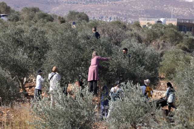 شاهد.. مستوطن يضرب مسنة فلسطينية حتى الإغماء برام الله