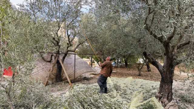 بالفيديو.. الجزيرة نت ترصد قطف الزيتون بجنوب لبنان بعد عامين من الحرب