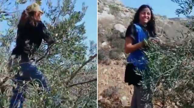 فيديوهات فتيات التلال تثير الغضب بعد تصوير سرقة زيتون الضفة الغربية