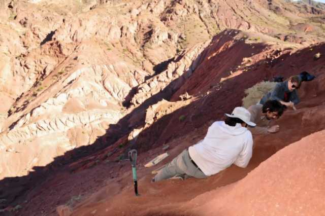 عدّاء الريح.. ديناصور من الأنديز يكشف سر الأعناق الطويلة