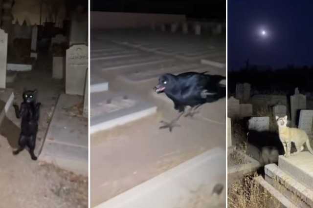 مشاهد لقطط وغربان بين القبور تحقق ملايين المشاهدات.. ما قصتها؟