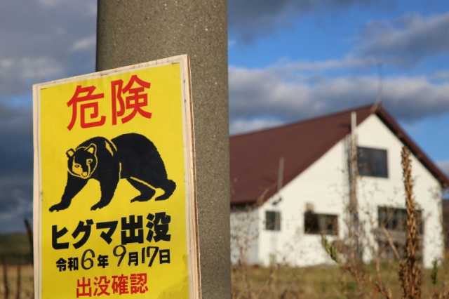 اليابان.. مطالبات بتدخل الجيش لمواجهة هجمات الدببة غير المسبوقة