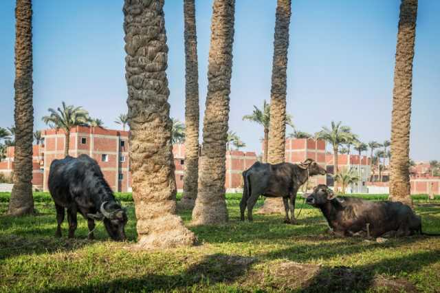 لا شرم الشيخ أو الساحل.. إليكم أفضل القرى السياحية المصرية
