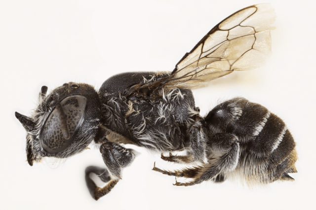 نملة لوسيفر ذات القرون تدهش العلماء في أستراليا