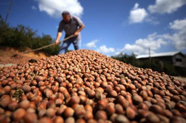 ما حقيقة أزمة البندق بين تركيا وشركة فيريرو صاحبة علامة نوتيلا؟