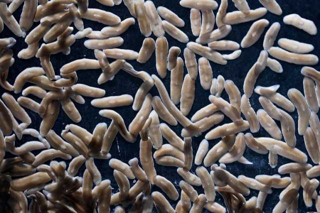 علماء للجزيرة نت: دودة البلاناريا الصغيرة تقلب مفاهيم الشفاء والتجدد