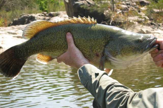 سمكة تقطع مسافة دولة كاملة في هجرة لم تُسجل من قبل