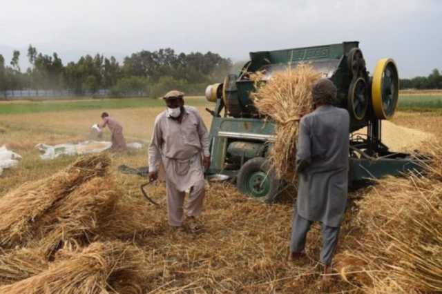 من باكستان إلى آسيا الوسطى والهند.. أفغانستان تعيد رسم أمنها الغذائي