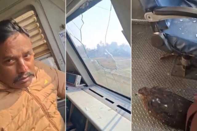 نسر يخترق زجاج قطار في كشمير ويصيب قائده بجروح طفيفة