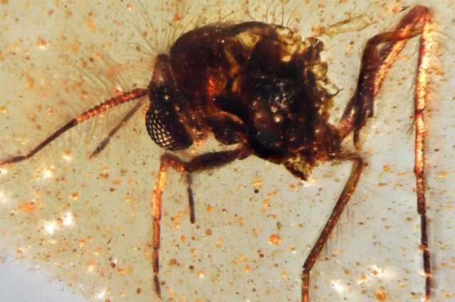 اكتشاف كبسولة كهرمانية عمرها 112 مليون سنة مليئة بحشرات كاملة