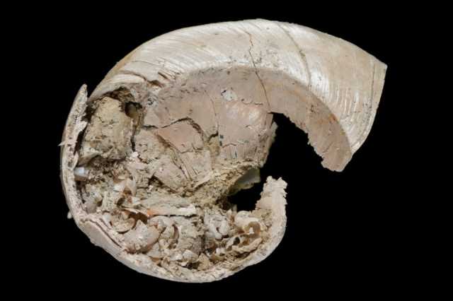 مشهد أمومة عمره مليون عام.. قوقعة تحتضن 5 أجنة