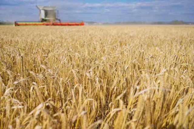 أكبر 10 دول منتجة للشعير في العالم والعراق والجزائر بصدارة العرب