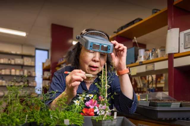 خليط البروكلي والكرنب.. اكتشاف يمهّد لظهور محاصيل جديدة بالكامل