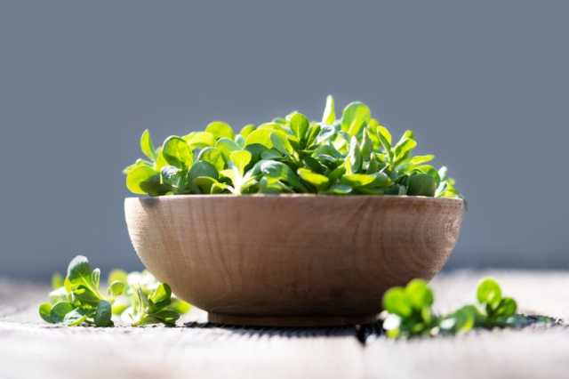 لماذا يحذّر الخبراء من غسل خس النعجة تحت الماء الجاري؟