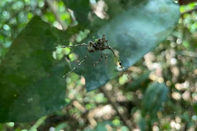شاهد.. عناكب تصنع خيال مآتة لحمايتها من المفترسات