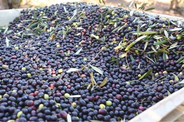 الزيتون الأردني في أزمة.. إنتاج محدود وأسعار قياسية