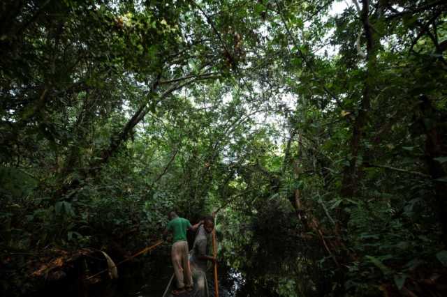 دول أوروبية تطرح مبادرة بقيمة 2.5 مليار دولار لحماية غابات الكونغو