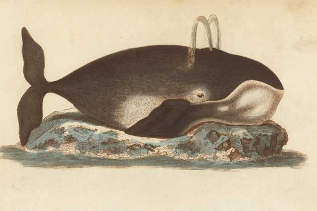 ماذا نتعلم من طول عمر الحيتان مقوسة الرأس؟