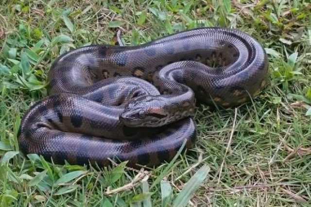 أناكوندا عمرها 12 مليون سنة.. عملاق صمد حين انقرض الآخرون