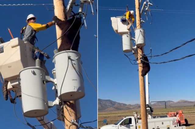 شاهد: دب يتسلّق عمود كهرباء.. وعامل ينقذه قبل لحظات من الصعق