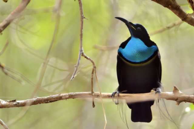 طائر الجنّة يلهم العلماء لصناعة القماش الأشد سوادا في العالم