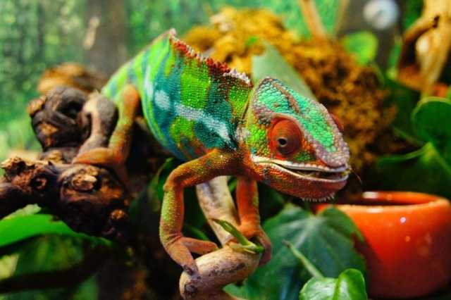 سر عيون الحرباء العجيبة.. أعصاب ملفوفة تمنحها رؤية شبه كاملة