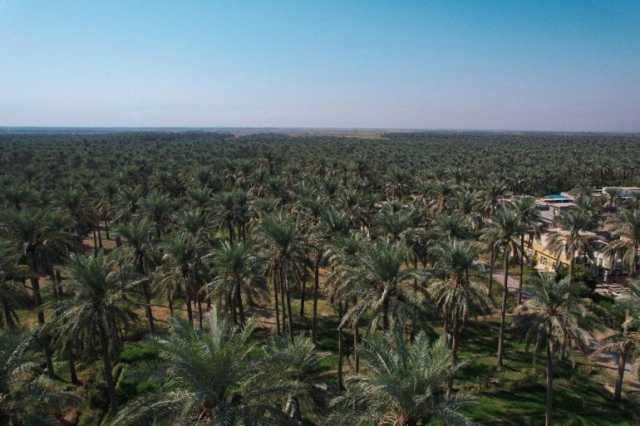 سعف النخيل والزيت المستعمل يشعلان ثورة الطاقة البديلة في العراق