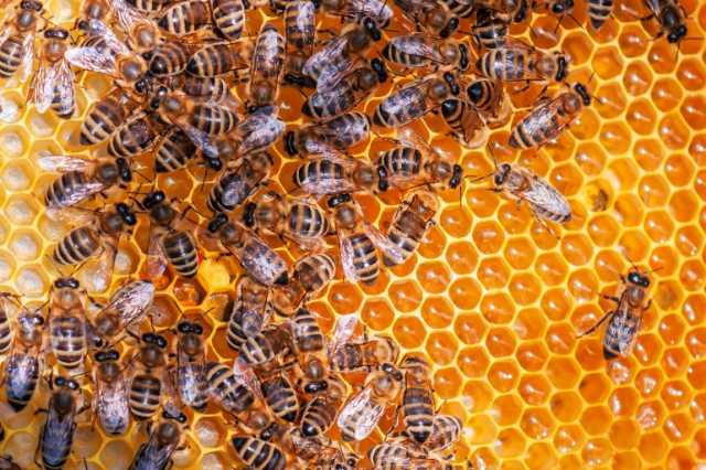 أكبر 10 دول مصدرة ومستوردة للعسل بالعالم بينها بلد عربي