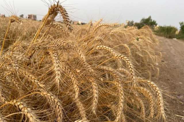 دراسة: التكيف المناخي لن يمنع انهيار المحاصيل الرئيسية