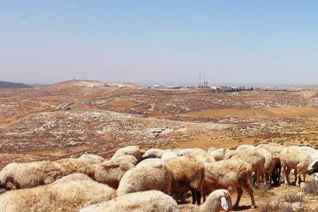 تقرير بنيويورك تايمز: تهجير الرعاة الفلسطينيين نهج استيطاني جديد
