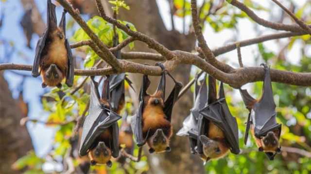 هل يكمن مفتاح علاج السكري في الخفافيش؟