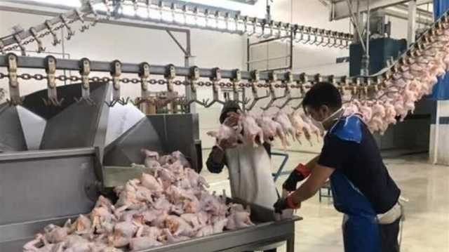 بعد انقطاع طويل.. 1000 طن من الدجاج الإيراني تغزو الأسواق العراقية