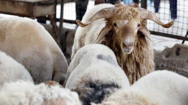 20 علامة للتأكد من سلامة أضاحي العيد واللحوم