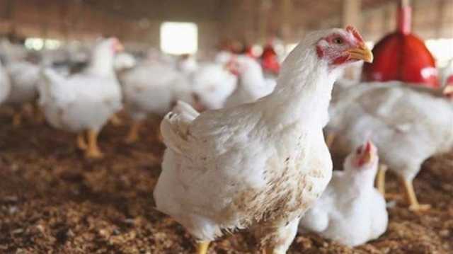 الدجاج في العراق خلال 5 سنوات.. الإنتاج انخفض بنسبة الخمس والاستهلاك ارتفع 19%
