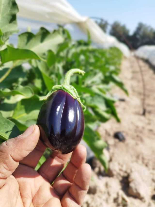 بالصور.. الزراعة تعلن نجاح الباذنجان الصحراوي