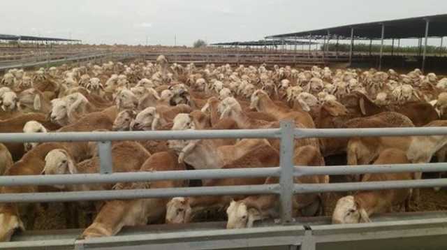 7 ملايين رأس ماشية.. منغوليا تشرع بأكبر عملية دفن للحيوانات النافقة