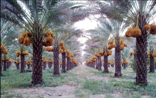ارتفاع نوافذ استقبال التمور في 30 دولة يشجع العراق على استثمار النوادر
