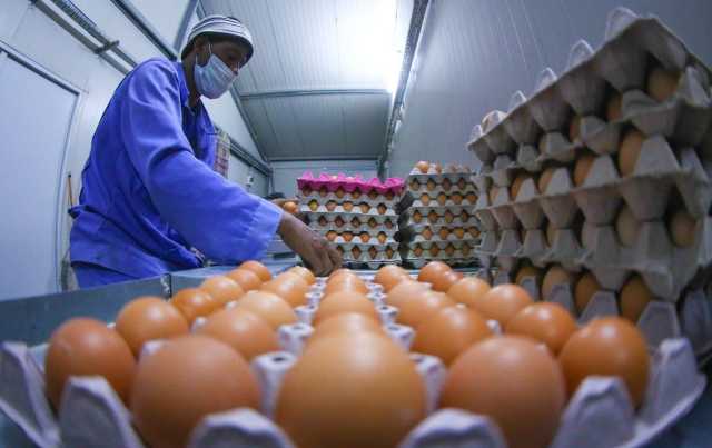 الكشف عن سببين وراء رفع رسوم استيراد البيض في العراق