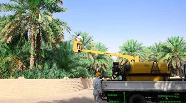 الرياح تؤجل مكافحة قاتل النخيل في ديالى 24 ساعة