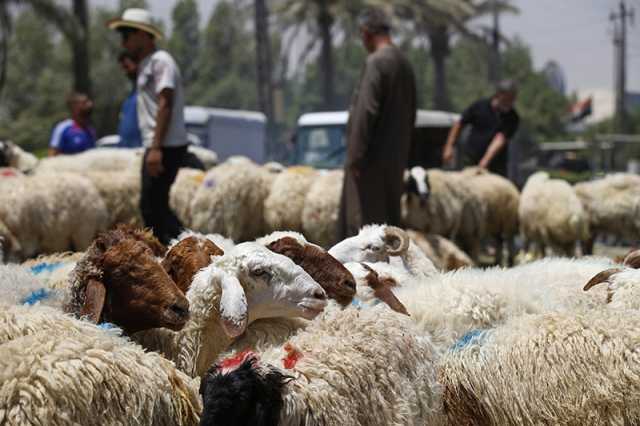 الأيام الذهبية للباعة.. الكساد يضرب سوق أضاحي العيد في ديالى والأسعار جنونية