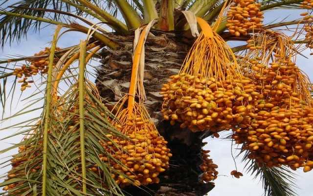 موسم التمور على موعد مع الهلاك.. انتشار آفة عنكبوت الغبار في مزارع ديالى