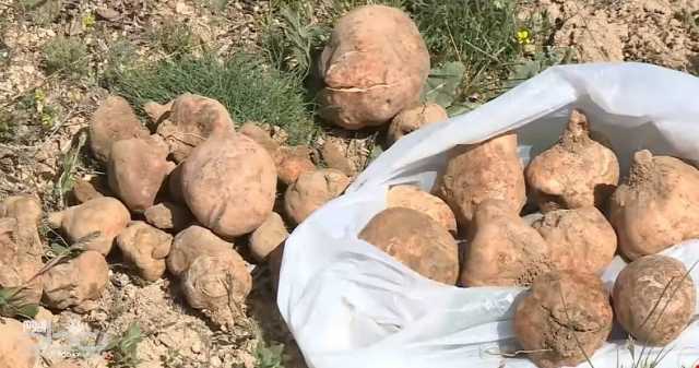 بشرة سارة للعراقيين.. الكشف عن موعد جمع الكمأ
