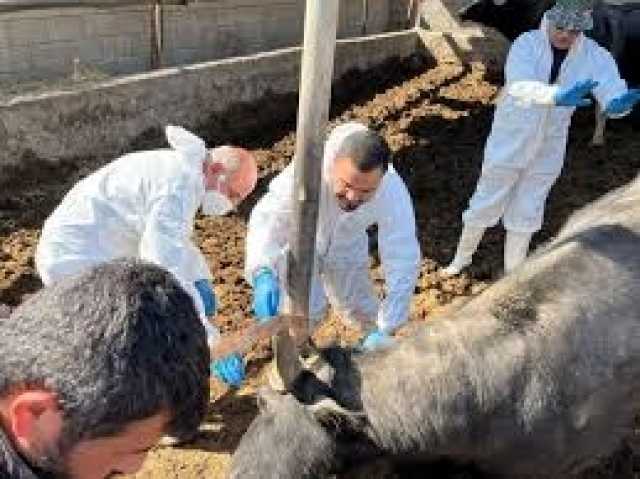 مجلس ديالى: المحافظة تجاوزت المنطقة الحمراء في مواجهة الحمى القلاعية - عاجل