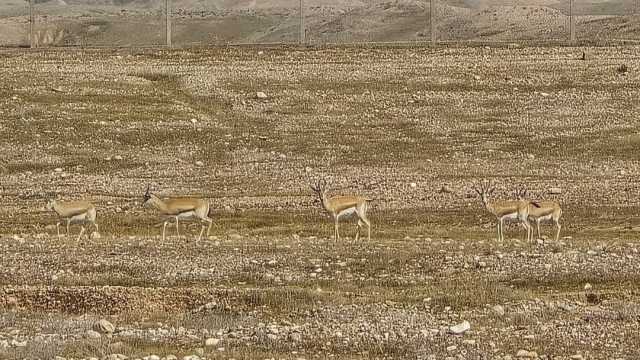الخطر يهدد أقدم محمية لغزلان الريم العربي في العراق