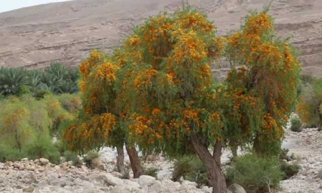 من تاريخ الغياب إلى واقع الإحياء.. شجرة الفرفارة أمل جديد للصحاري العراقية - عاجل