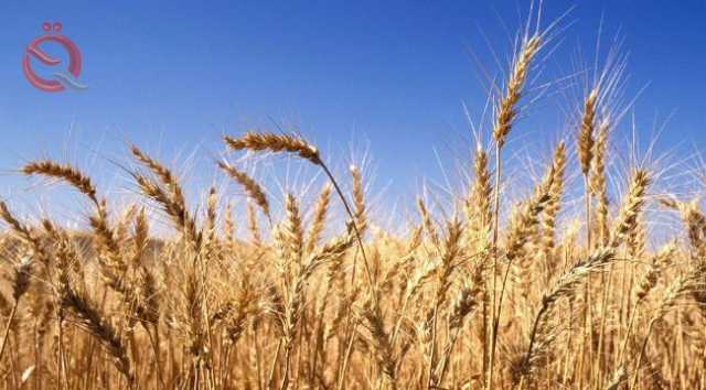التجارة تعلن استلام 270 ألف طن من الحنطة حتى الآن